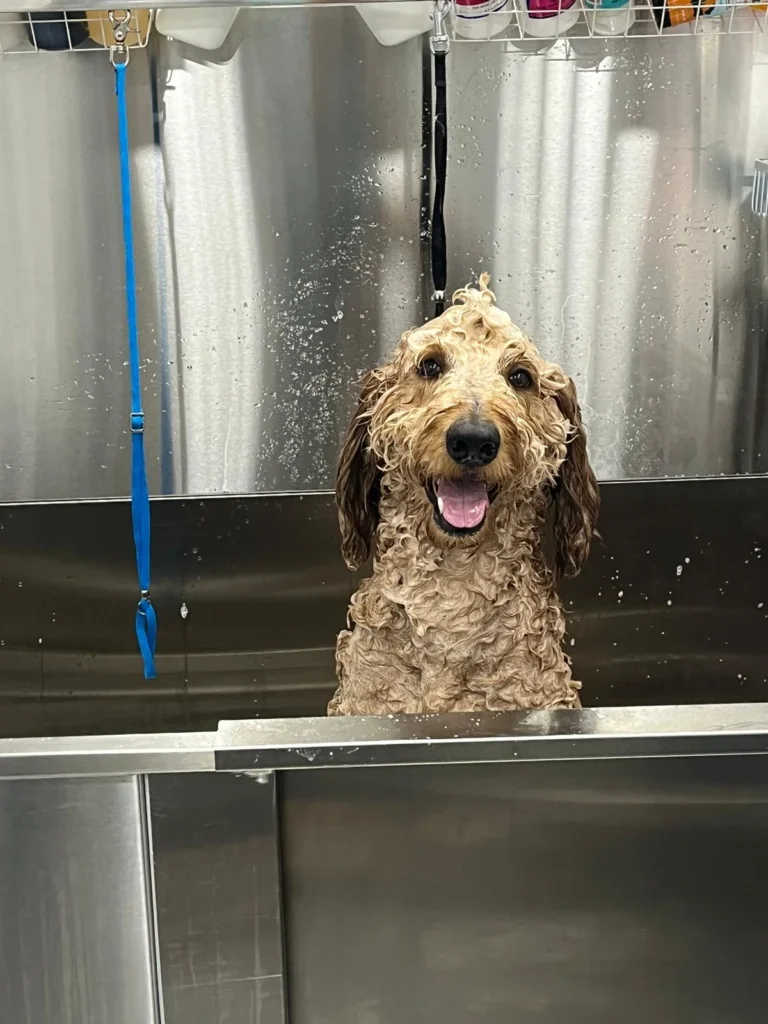 Golden doodle taking a bath, mobile pet grooming tampa- ori´s pet spa